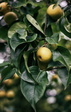 Nashi pears on the tree, at the end of summer