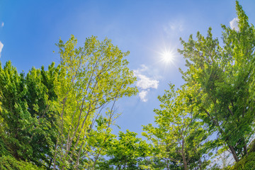 新緑と初夏の青空