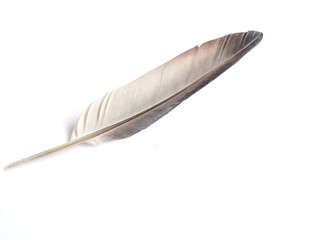 White-gray feather, isolated on a white background