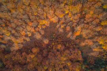 Voderady Beechwood is a National Nature Reserve. There are natural beech forests on relatively acidic soil in the reserve, a type of forest habitat that needs protection.