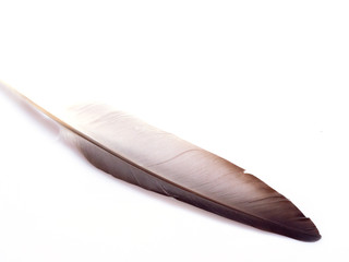 White-gray feather, isolated on a white background