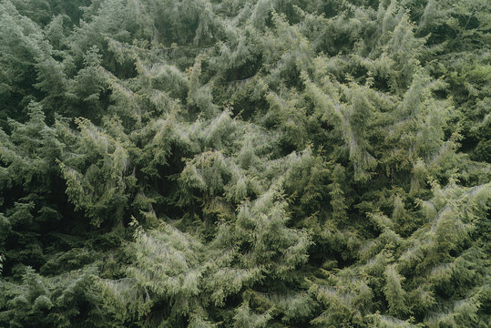 Fir forest trees