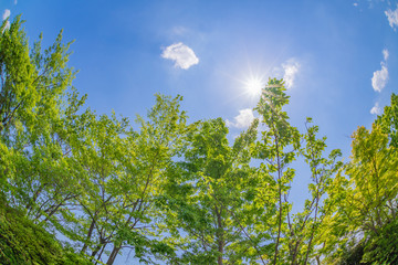 新緑と初夏の青空