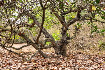 dry leaf  under cashew tree close view in a summer sunny day.