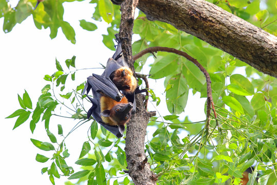 Bats hanging on tree in the forest at daylight "Lyle's flying fox" 