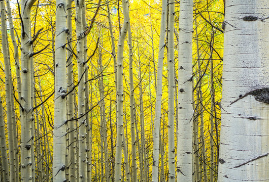 Trees in the Fall
