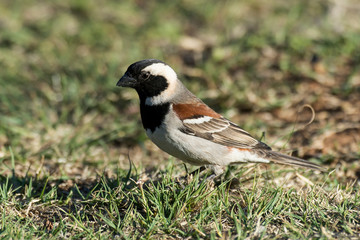 Moineau domestique,.Passer domesticus, House Sparrow