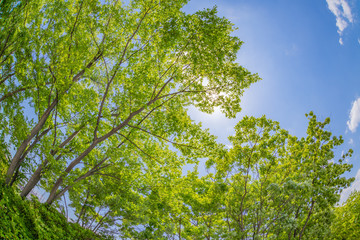 新緑の木々と初夏の青空