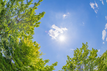 新緑の木々と初夏の青空