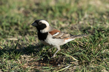 Moineau domestique,.Passer domesticus, House Sparrow
