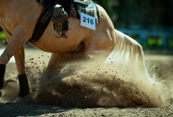 quarter horse while performing the reining western element with a cloud of dust detail closeup - obrazy, fototapety, plakaty