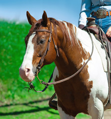 paint american horse portrait in summer