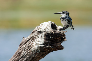 pied kingfisher bird of the national parks and nature reserves of south africa