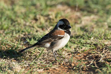 Moineau domestique,.Passer domesticus, House Sparrow