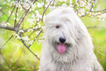 South russian sheepdog in spring blossom