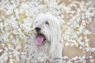 South russian sheepdog in spring blossom