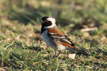 Moineau domestique,.Passer domesticus, House Sparrow