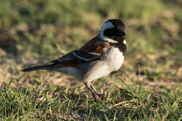 Moineau domestique,.Passer domesticus, House Sparrow