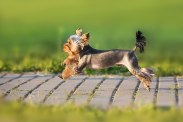 Yorkshire Terrier run fast on green spring park road © kwadrat70
