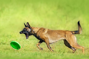 Malinois sheepdog run and play ball toy at summer field
