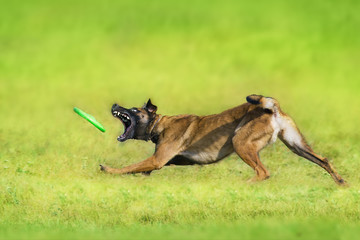Malinois sheepdog run and play ball toy at summer field