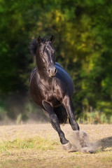 Black stallion run gallop on summer field