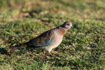 Tourterelle maillée,.Spilopelia senegalensis, Laughing Dove