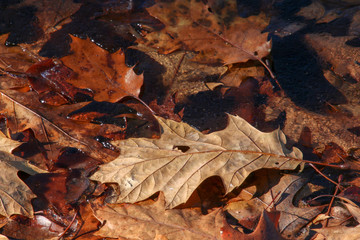 Colorful fall Oak leaf on thin ice on silver creek Ohio. Beautiful winter photograph of oak leaf.