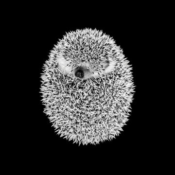 Sleeping hedgehog