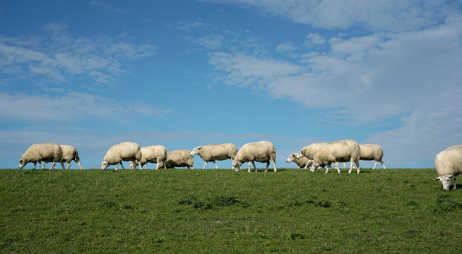 Sheep On The Dike Of Ameland