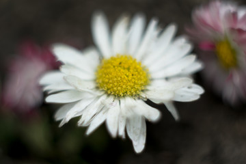 white daisy flower on green background