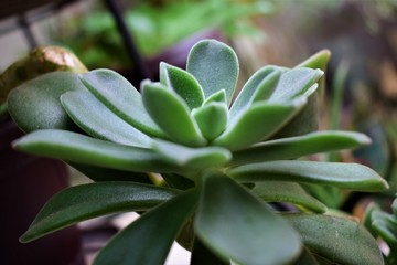 plant in the garden