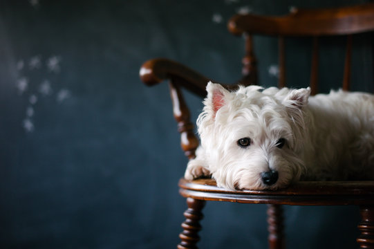 Small White Dog Sitting On A Vintage Wooden Chair