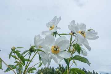 Peony flower garden