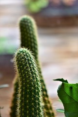 close up of a cactus