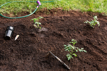 Tomato Plants in a Backyard Garden