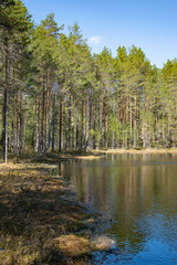 Obraz premium Spring, nature, spring forest, fields, lakes and rivers.