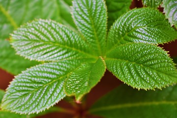green leaves background