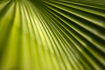 Abstract striped palm natural green background