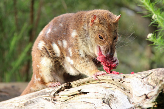 quoll (australia)