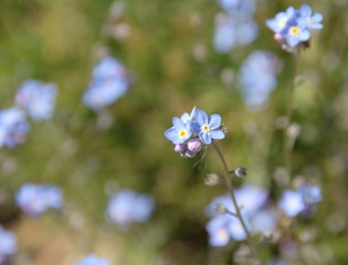 myosotis bleu au printemps