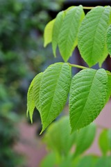 green leaf with drops of water