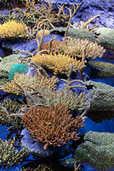 Colorful coral reef underwater