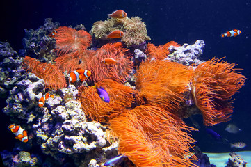 Colorful coral reef underwater
