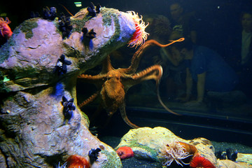 Colorful coral reef underwater