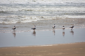 A group of birds eating fish after tide went back near sea beach looking beautiful.