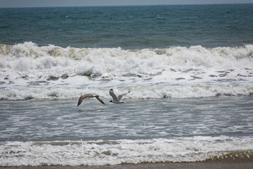 A couple of bird flaying above of sea beach.