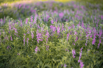 Obraz premium lavender flowers grow in the park outdoors
