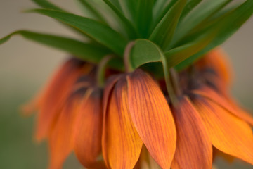 orange flower
