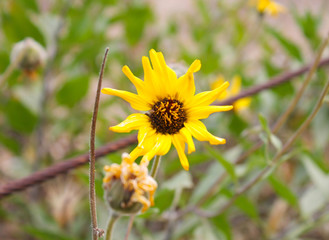 yellow flower in los angeles